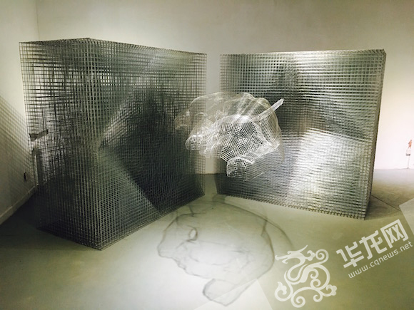 重庆一高校t台走秀,重庆高校惊现梅花鹿