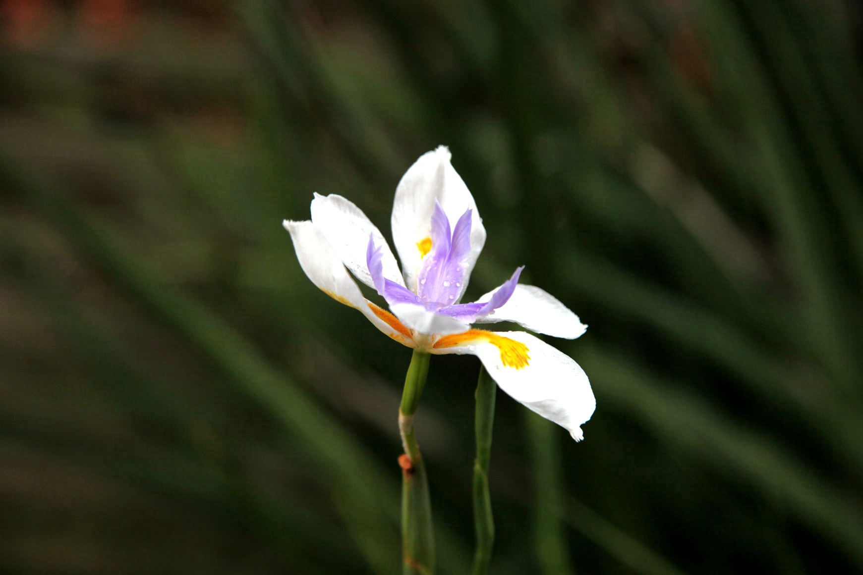 兰花玉肌翠骨、纯朴雅丽。