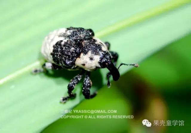 带小孩出去玩要小心一些什么虫,虫子带孩子去哪里玩比较好