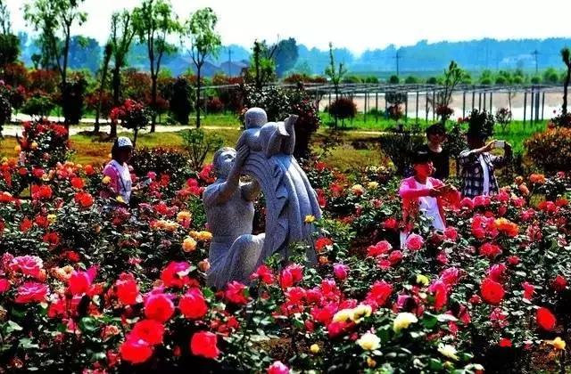 正是玫瑰盛开时,南京的玫瑰园盛开的季节是何时