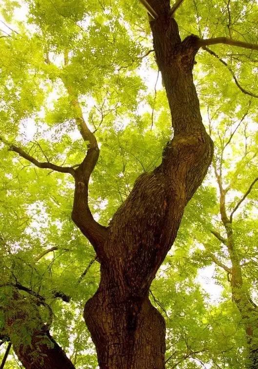 关于绿槐的诗文,绿槐阴最厚全诗