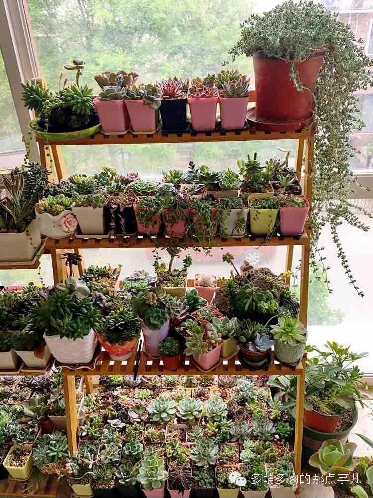 多肉植物能不能晒太阳,多肉怎么晒太阳能晒伤