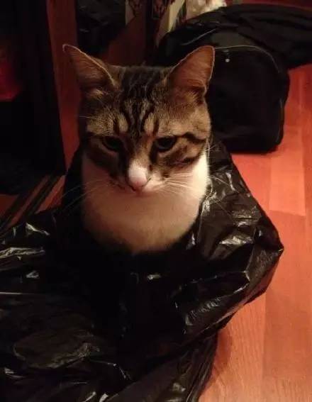 猫突然不见了该怎么办,早上喂猫发现猫不见了