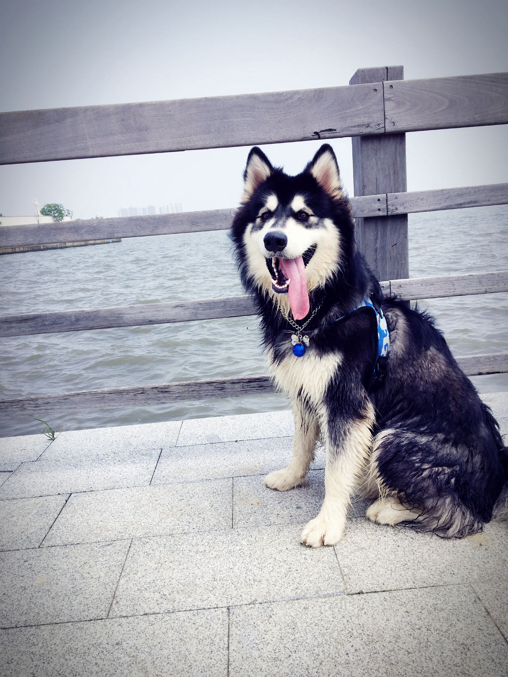 阿拉斯加犬智商排名第几,边牧和阿拉斯加智商谁高