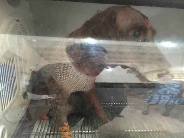 小狗脖子被撕烂险丧命，被缝48针惨不忍睹。