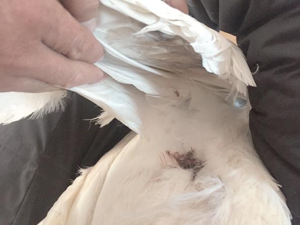 白天鹅受伤迫降宿松村民暖心救助,2只被冻在湖面天鹅获救