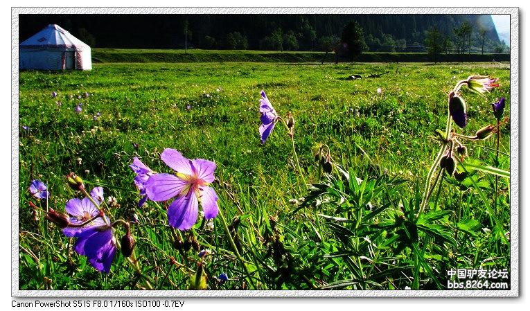 梦里花开——*疆新**，又一次的心动