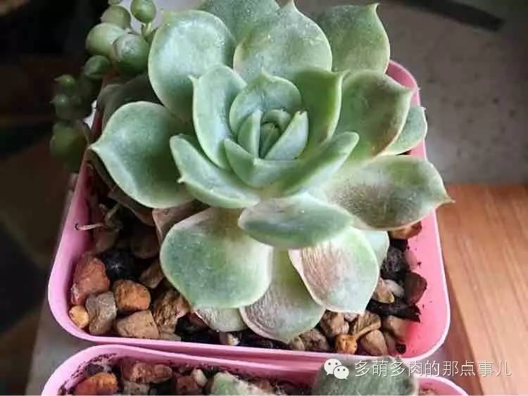 多肉植物能不能晒太阳,多肉怎么晒太阳能晒伤