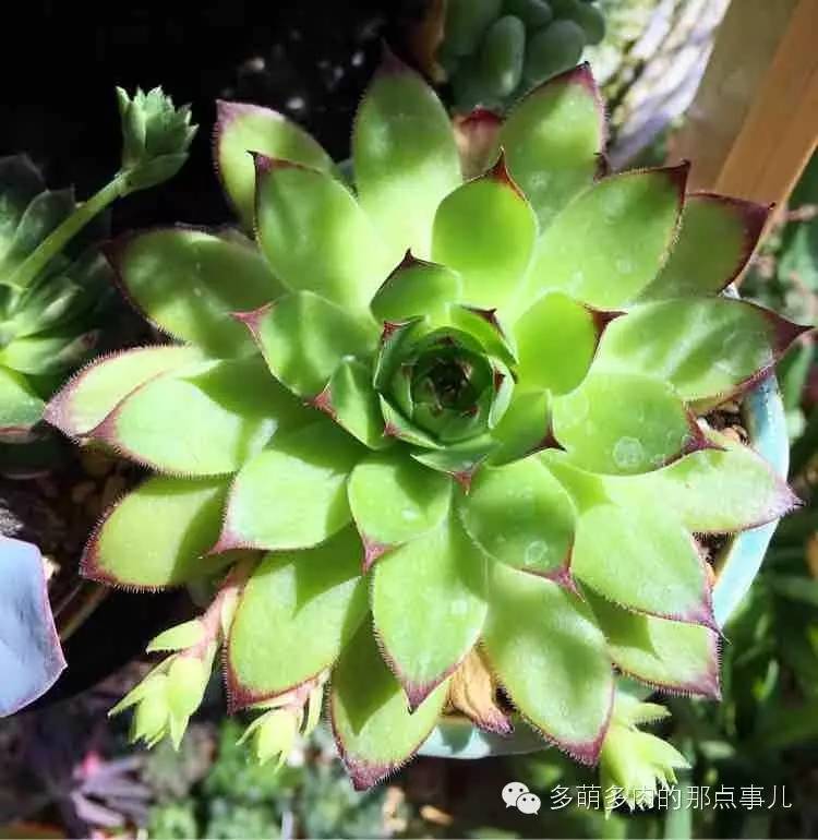 多肉植物能不能晒太阳,多肉怎么晒太阳能晒伤