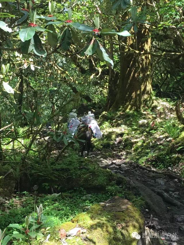 墨脱徒步攻略,墨脱雪山到热带雨林