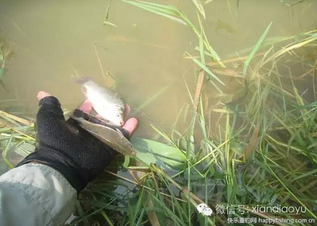 西安灞河钓鱼钓点,灞河路亚白条的钓点