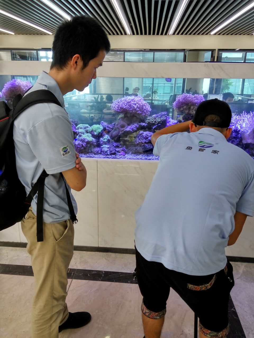 血鹦鹉颜色变白为什么,血鹦鹉鱼变白怎么回事