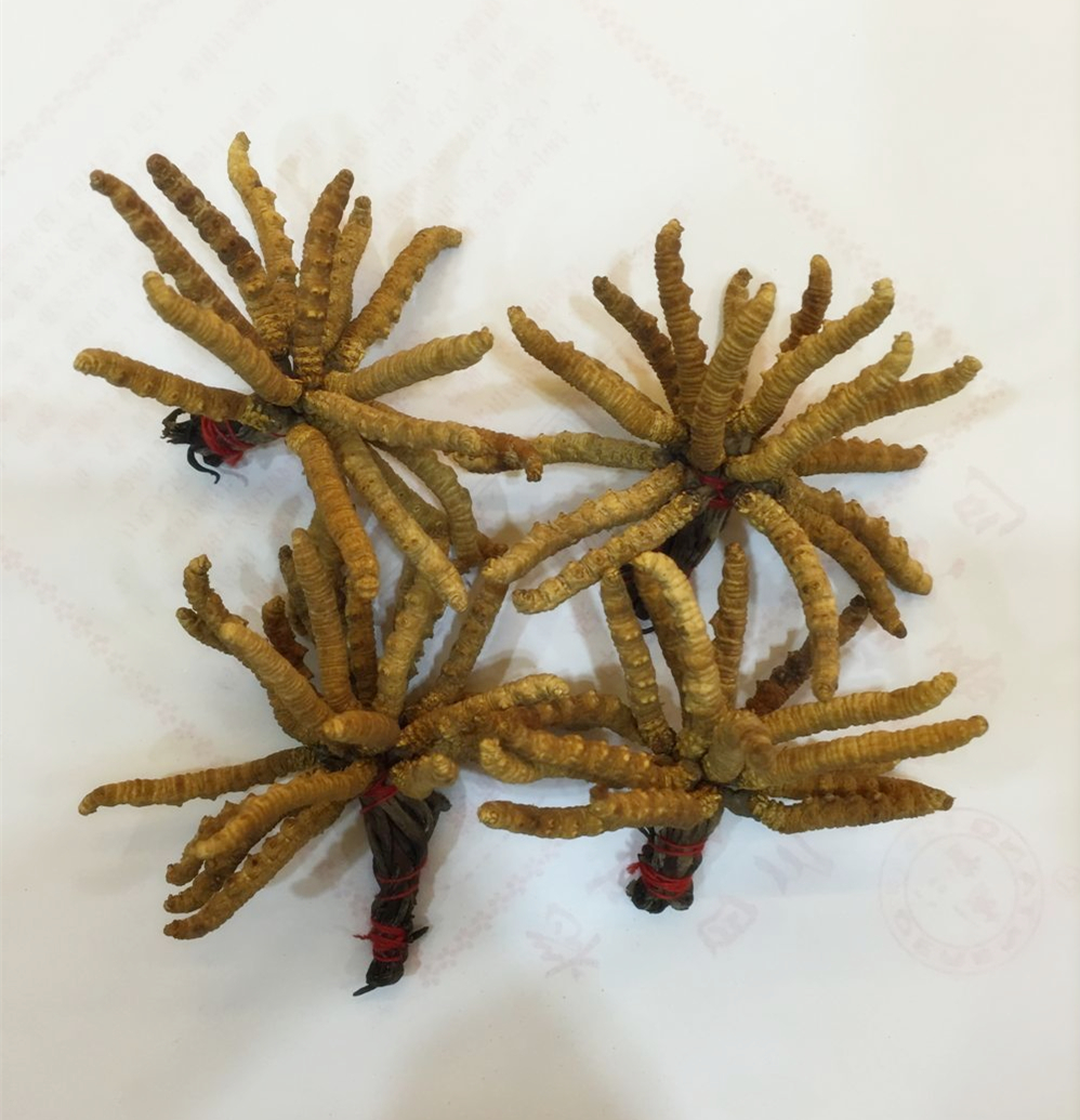 冬虫夏草最佳的使用方法,冬虫夏草最好的使用方法