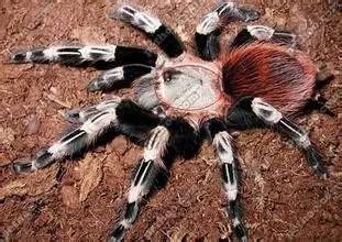 适合新手养的蜘蛛推荐,新手推荐蜘蛛品种