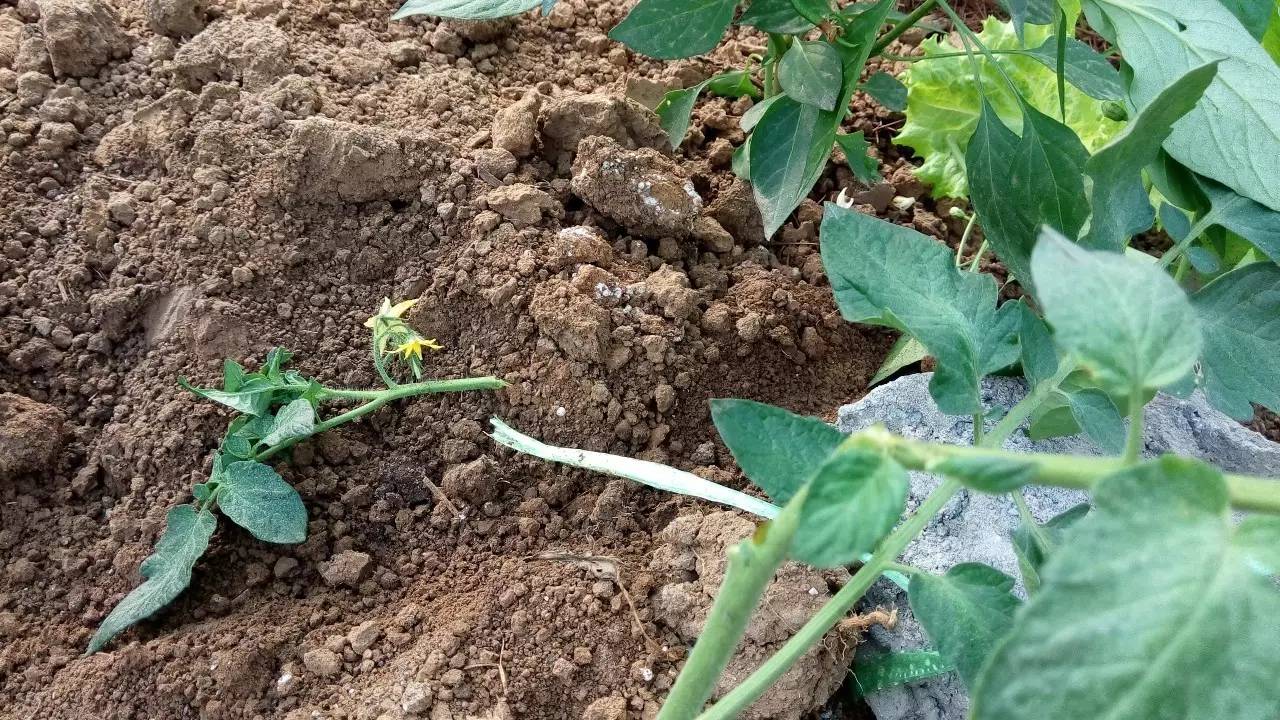电脑里偷菜的游戏玩过的来集合,真实的偷菜游戏