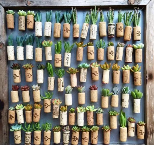 ins多肉,外国大神多肉