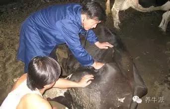 葡萄糖酸钙对猪副作用,葡萄糖酸钙注射液对牛的作用