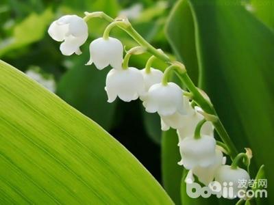 猫咪误食养鲜花的水有事吗,猫咪误食百合花会怎样