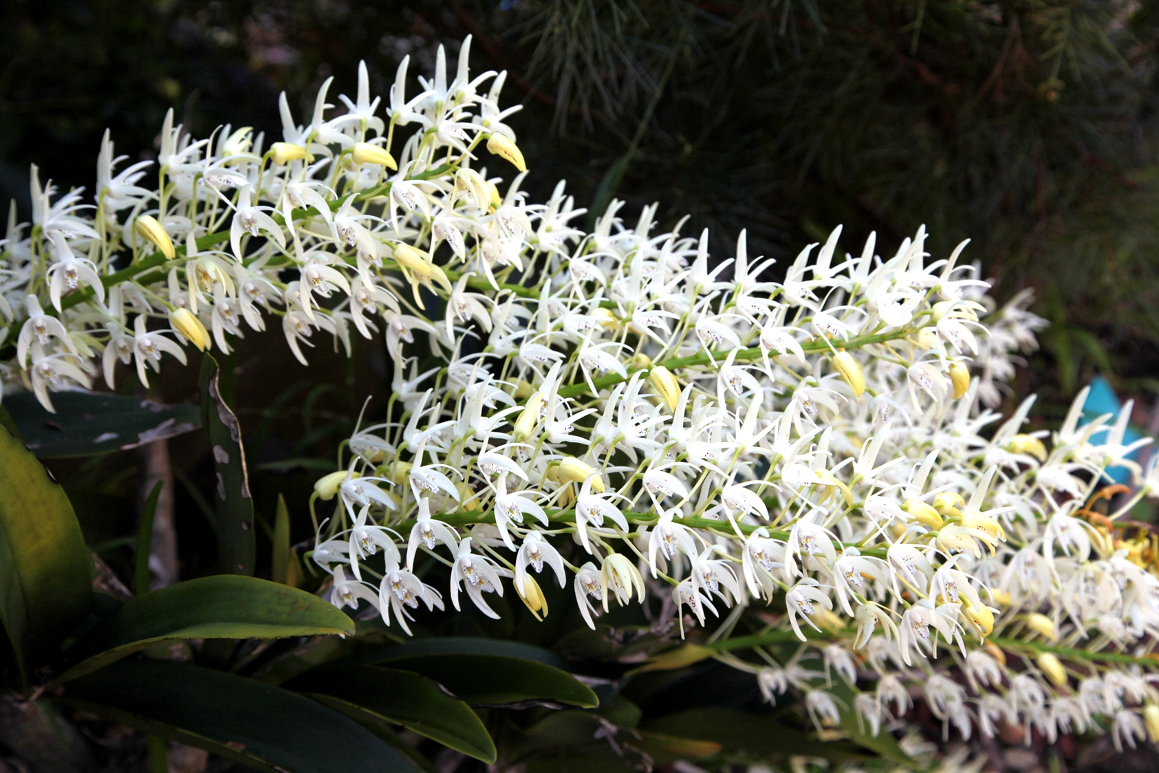 兰花玉肌翠骨、纯朴雅丽。