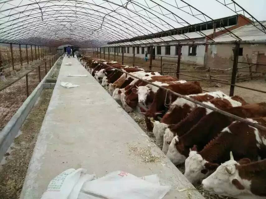 农村空房养殖什么最赚钱,农村创业种养殖什么好