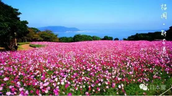 日本走马观花一日游,走马观花日本旅游