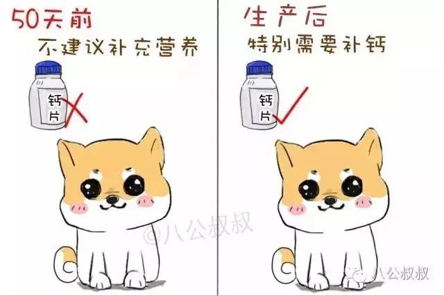 狗狗又要当妈妈了,狗狗第一次当妈妈了