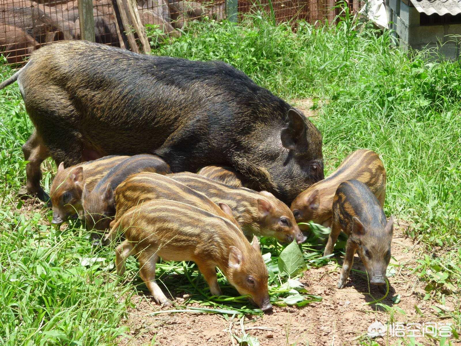 在农村养香猪赚钱吗,养野猪农村