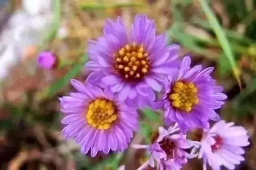 扩散丨清明扫墓，见到这种花千万不要摘，是毒药之王！