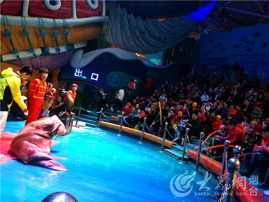 烟台：驯养师与海狮伙伴“贝克”的故事