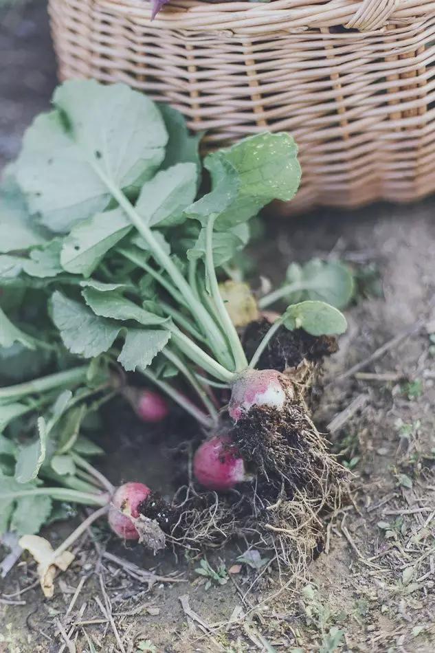 这个男孩子回家租了快地，过起了归园田居的日子