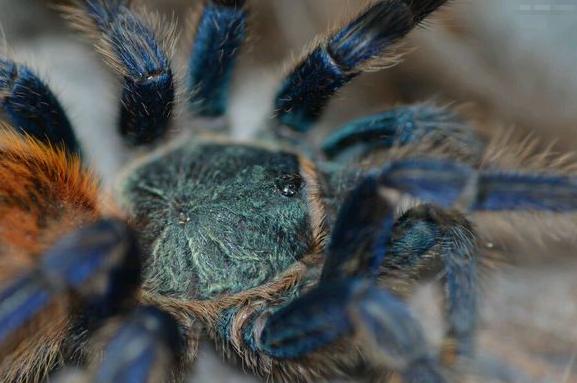 什么样的蜘蛛可以养,养常见的蜘蛛