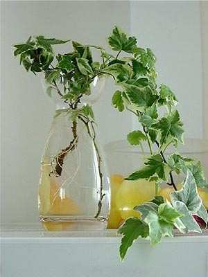 净化空气最佳植物常春藤,净化空气常春藤