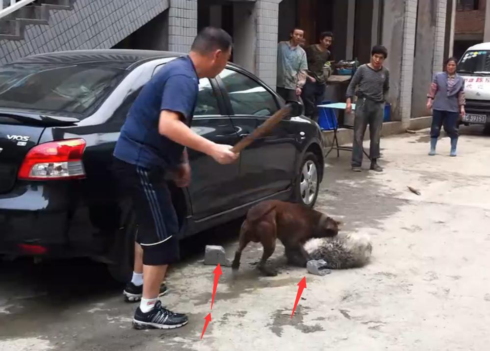 比特犬撕咬萨摩耶,主人屡次狠打比特犬,眼看就要置萨摩耶于死地