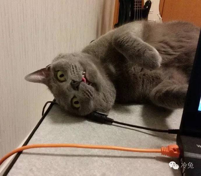 冷兔槽每日一冷NO.1183