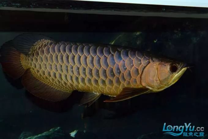 一招教你选龙鱼,龙鱼饲养经验交流