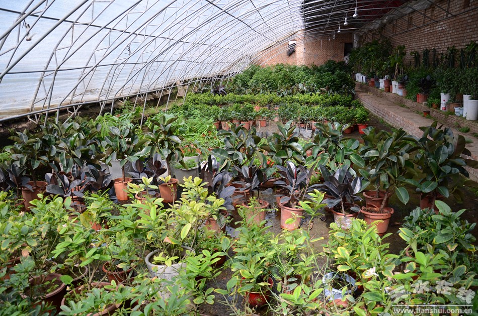 天水市最美乡村谢沟村,天水市麦积区最美村庄
