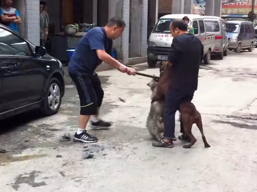 比特犬撕咬萨摩耶,主人屡次狠打比特犬,眼看就要置萨摩耶于死地