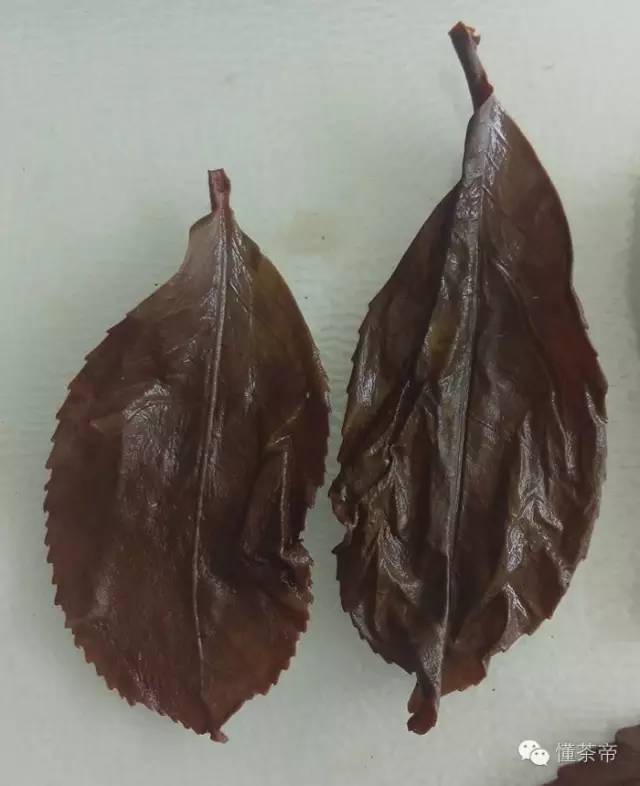 真正的老挝古树茶,老挝古树茶属于什么档次的茶叶