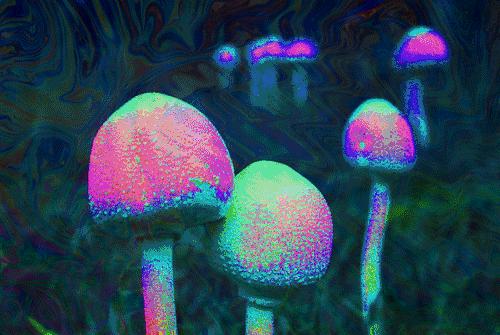 云南消防魔性视频提醒防吃菌中毒 (云南吃菌中毒搞笑视频)