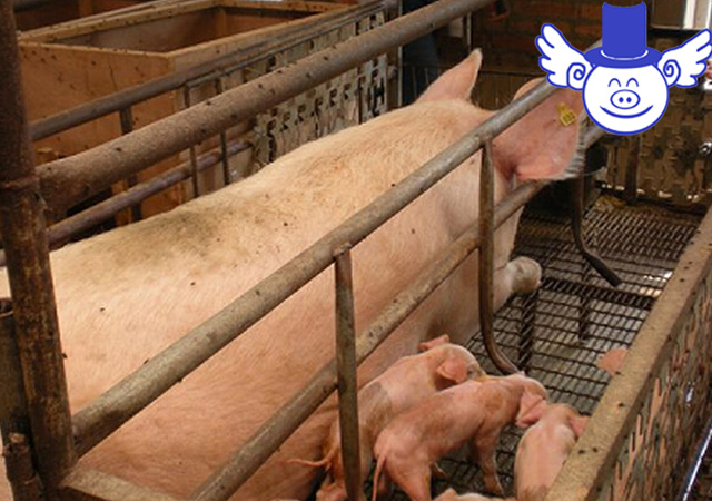 哪种方法养猪最好视频,哪种养猪模式最有前景