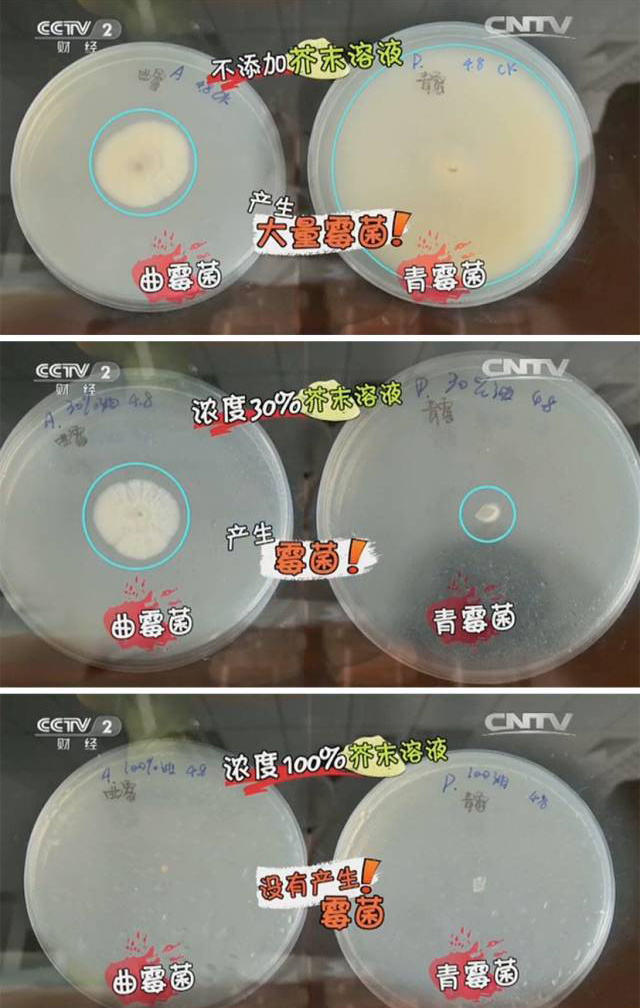 芥末水可以防霉吗,生活圈去墙壁霉斑方法