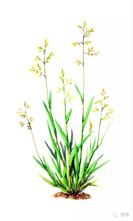 足球场草坪最好的,足球场的草坪是一般的草坪吗