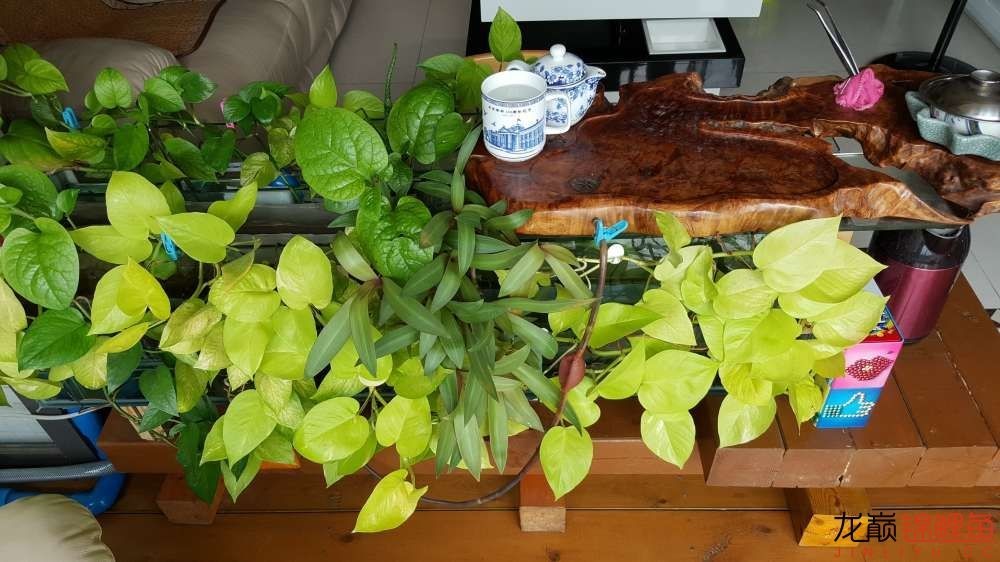 子母生态缸丨庭院深，深，深几许？