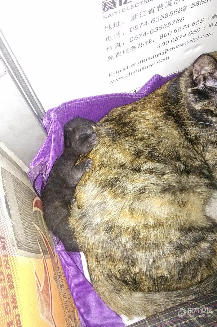 母猫难产死了什么样,母猫难产死亡原因