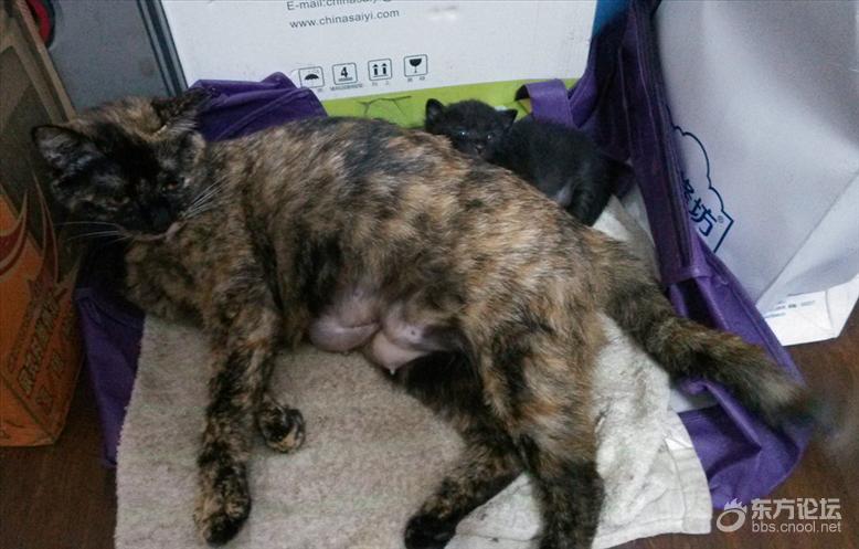 母猫难产死了什么样,母猫难产死亡原因