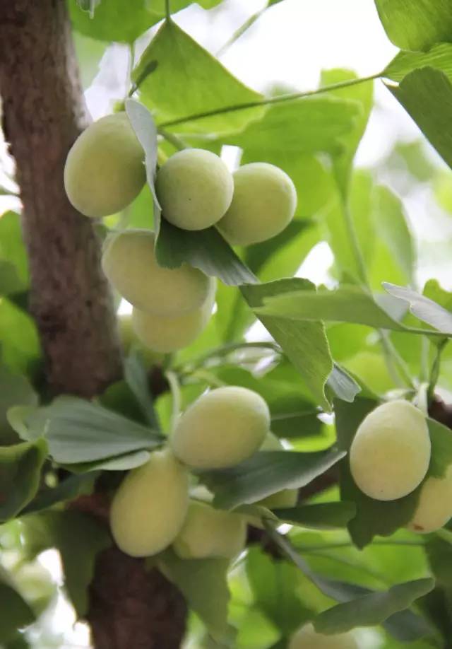 白果以种子入药吗,公白果树果子能吃吗