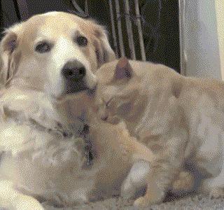 金毛到几个月才颜值巅峰,金毛颜值超高的品种有哪些