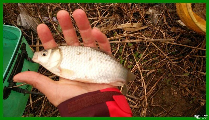 大鲫鱼大鱼,大鲫鱼大鲤鱼