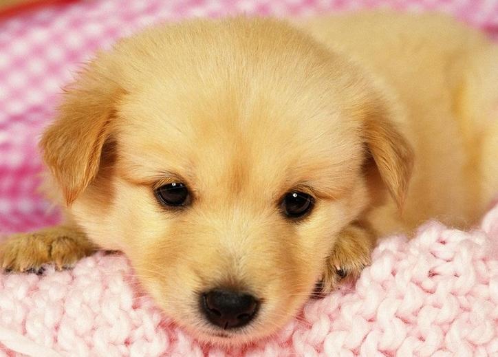 狗狗成长记录1-100天卡点视频,狗狗成长记30天