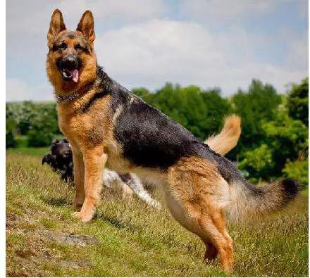 德牧一个礼拜不洗澡就臭,德牧洗澡后身上有臭味怎么办